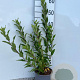 Forsythia int. Week-End 40-60 cm 2,0L