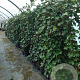 Hedera hibernica 125-150 cm 2,0L