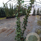 Hedera hibernica 125-150 cm 2,0L