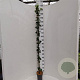 Hedera hibernica 150-175 cm 3,0L