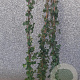 Hedera hibernica 150-175 cm 3,0L