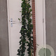 Hedera hibernica 150-175 cm 3,0L