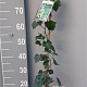 Hedera hibernica 80-100 cm 2,0L