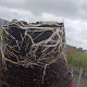 Hippophae rhamnoides 60-80 cm 5,0L