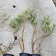 Hippophae rhamnoides 80-100 cm 2,0L