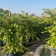 Hydrangea anomala petiolaris 100-125 cm 10L