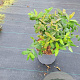 Hypericum calycinum 20-25 cm 5,0L