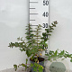 Hypericum moserianum 25-30 cm C1.3