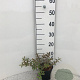 Hypericum moser. 'Tricolor' 20-25 cm C1.3