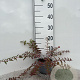 Hypericum moser. 'Tricolor' 20-25 cm C1.3