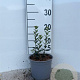 Ligustrum vulg. 'Atrovirens' 10-15 cm 2,0L