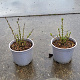 Ligustrum vulg. 'Lodense' 10-15 cm 2,0L