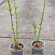 Ligustrum vulgare 15-20 cm 2,0L