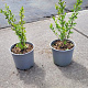 Ligustrum vulgare 15-20 cm 2,0L