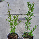 Ligustrum vulgare 20-30 cm 2,0L