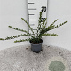 Lonicera nit. 'Hohenheim. Findling' 30-40 cm C1.3