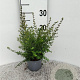 Lonicera nitida 15-20 cm C1.3