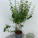 Lonicera xyl. 'Clavey's Dwarf' 100-125 cm 5,0L