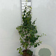 Lonicera xyl. 'Clavey's Dwarf' 100-125 cm 5,0L