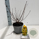 Physocarpus opulif. 'Dart's Gold' 30-40 cm 2,0L