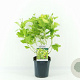 Physocarpus opulif. 'Dart's Gold' 30-40 cm 2,0L