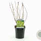 Physocarpus opulif. 'Dart's Gold' 30-40 cm 2,0L
