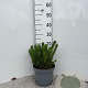 Pinus mugo pumilio 10-12 cm 5,0L
