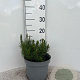 Pinus mugo pumilio 10-12 cm 5,0L
