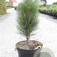 Pinus nigra 'Green Tower' 30-40 cm 7,5L