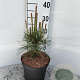 Pinus nigra nigra 30-40 cm 5,0L