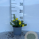 Potentilla f. 'Kobold' 10-15 cm C1.3