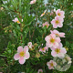 Potentilla f. Lovely Pink 20-25 cm 3,0L