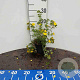 Potentilla f. 'Sommerflor' 15-20 cm C1.3