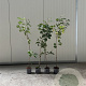 Prunus avium 100-125 cm 2,0L