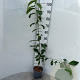 Prunus avium 100-125 cm 2,0L