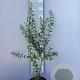 Prunus spinosa 60-80 cm 5,0L