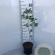 Quercus robur 30-40 cm 2,0L