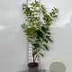 Rhamnus cathartica 60-80 cm 2,0L