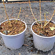 Ribes alpinum plantgoed 2,0L
