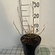 Ribes alpinum 'Schmidt' 30-40 cm 3,0L
