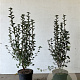 Ribes alpinum 'Schmidt' 60-80 cm 5,0L