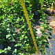 Ribes alpinum 'Schmidt' 60-80 cm 5,0L
