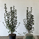 Ribes alpinum 'Schmidt' 60-80 cm 5,0L