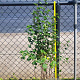 Ribes alpinum 'Schmidt' 60-80 cm 5,0L
