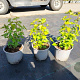 Ribes alpinum 'Schmidt' plantgoed 2,0L