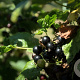 Ribes nigr. 'Big Ben' 30-35 cm 3,0L