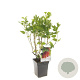 Ribes r. 'Rolan' 30-35 cm 3,0L