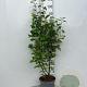 Ribes sang. 'King Edward VII' 60-80 cm 5,0L