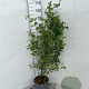 Rosa (o) canina 80-100 cm 5,0L
