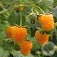 Rubus idaeus 'All Gold' 30-35 cm 3,0L